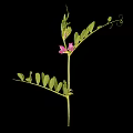Fresh Pea Plant with Purple Flowers and Green Compound Leaves on Black Background
