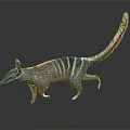 Striped Animal With Long Tail Slender Snout And Upright Ears Walking