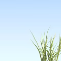 Green Grass With Various Heights And Densities Arranged In A Row On Light Blue Background