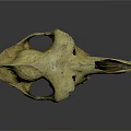 Detailed Animal Skull Organ Anatomy Displaying Orbital Cavity And Dental Structure