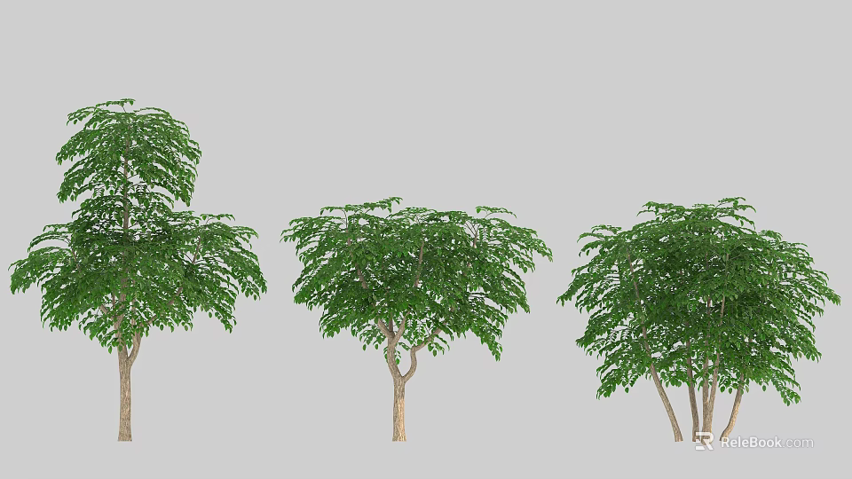 Three Healthy Arbor Trees With Lush Green Foliage And Varied Trunk Structures 3d model 