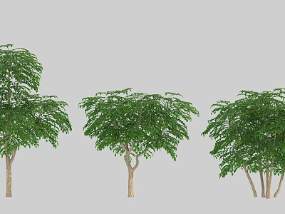 Three Healthy Arbor Trees With Lush Green Foliage And Varied Trunk Structures 3d model