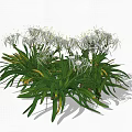 White Flowers With Long Slender Petals And Green Leaves With Yellow Edges