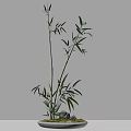 Green Bamboo Plant With Tall Stems And Fresh Leaves For Indoor Decoration