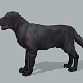 Realistic Black Labrador Dog Standing On Gray Background With Tongue Out