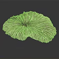Modern Shi Zhi Shi Shi Shi Shi coral 3d model