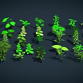 Green Plants With Various Shapes Sizes Leaves Arranged On Dark Background