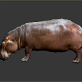 Hippo 3D Rendering With Realistic Shiny Brown Skin And Gray Background Reflection 3d model