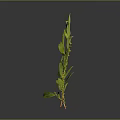 Three Fresh Green Leaf Plants With Slender Stems On Gray Background