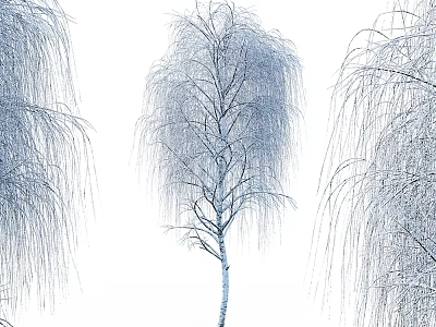 Weeping Willow Tree Featuring Long Drooping Branches And Graceful Foliage Structure 3d model