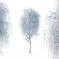 Weeping Willow Tree Featuring Long Drooping Branches And Graceful Foliage Structure 3d model
