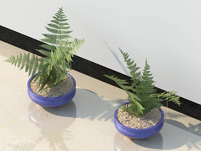 Two Green Fern Potted Plants In Blue Pots With Sand Soil On Light Floor 3d model