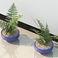 Two Green Fern Potted Plants In Blue Pots With Sand Soil On Light Floor