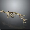 Otter Skeleton Showing Skeletal Organs And Fur Bearing Mammal Characteristics On Dark Background