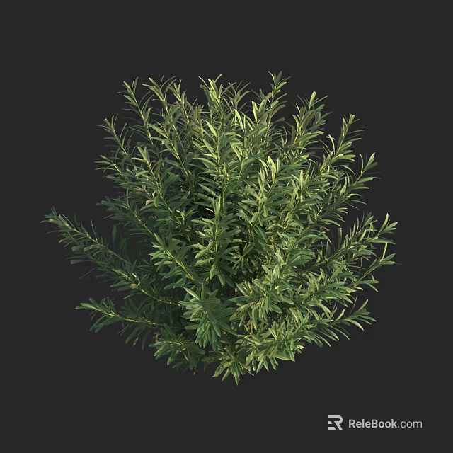 Lush Green Shrub With Dense Foliage And Vibrant Leaves For Garden Landscaping 3d model 