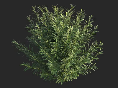 Lush Green Shrub With Dense Foliage And Vibrant Leaves For Garden Landscaping 3d model