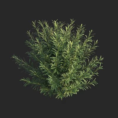 Lush Green Shrub With Dense Foliage And Vibrant Leaves For Garden Landscaping 3d model
