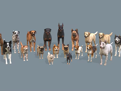 Various Dog Breeds Standing Together In Group Against Gray Background 3d model