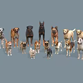Various Dog Breeds Standing Together In Group Against Gray Background