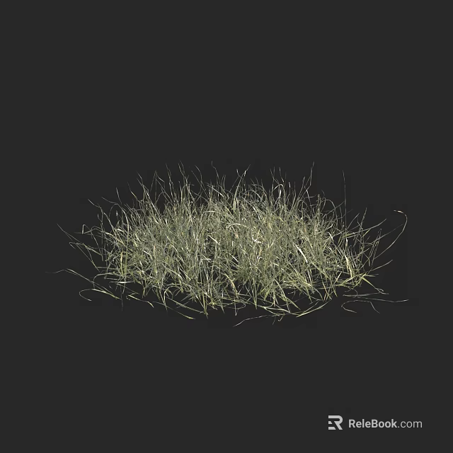 Light Green And White Wild Grass Clump Growing On Black Background 3d model