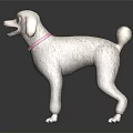 White Poodle Dog Standing With Pink Collar On Dark Background With Reflection 3d model