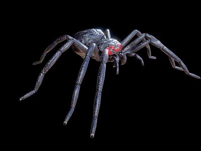 Realistic Black Spider with Red Eyes and Long Legs on Black Background 3d model