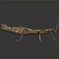 Detailed Brown Praying Mantis With Slender Legs Distinct Head And Dark Background