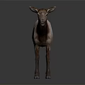 Standing Deer With Brown And White Fur Against Dark Background With Reflection On Surface