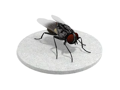 Modern animal flies 3d model Modern animal flies 3d model