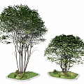 Lush Arbor Trees Featuring Green Foliage And Multiple Trunks On Square Bases