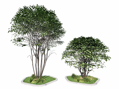 Lush Arbor Trees Featuring Green Foliage And Multiple Trunks On Square Bases 3d model