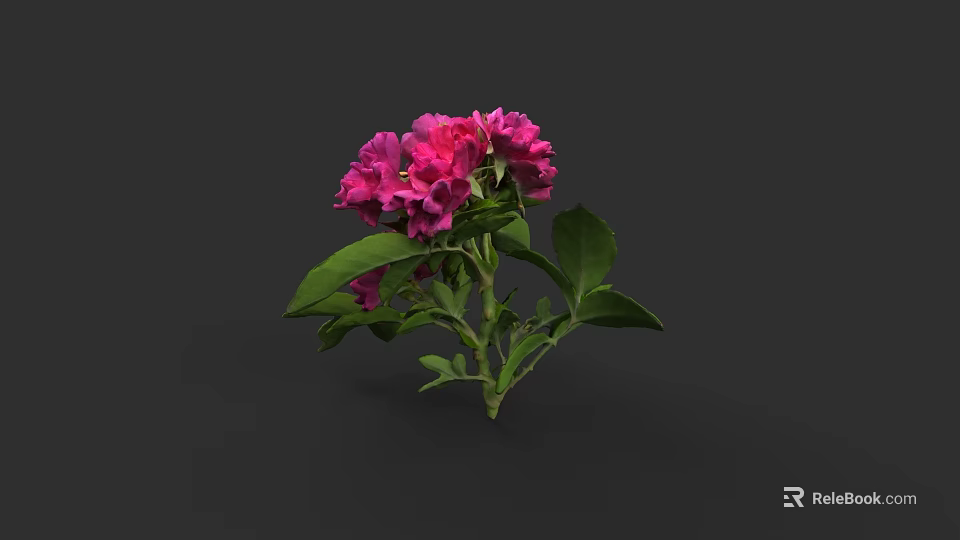 Bright Pink Flowering Plant with Green Leaves and Fresh Bloom in Dark Setting 3d model 