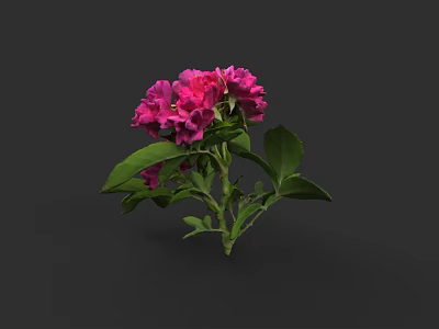 Bright Pink Flowering Plant with Green Leaves and Fresh Bloom in Dark Setting 3d model