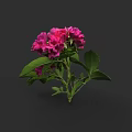 Bright Pink Flowering Plant with Green Leaves and Fresh Bloom in Dark Setting