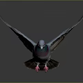 Flying Pigeon With Spread Wings Blue Purple Green Iridescent Feathers Red Feet Dark Background