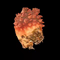 Deep Sea Orange Red Marine Creature With Spherical Surface Bumps And Unique Structure