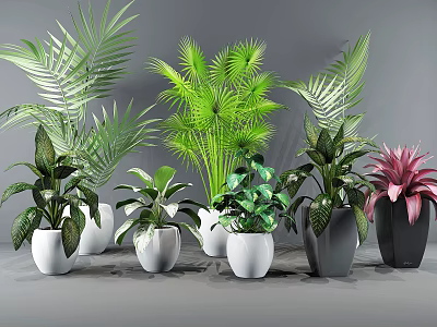 Bonsai Potted Plants With Various Leaf Shapes Green Leaves And White Gray Black Pots 3d model