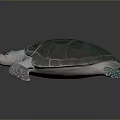 Realistic Green Shell Turtle With White Body And Textured Fins On Black Background