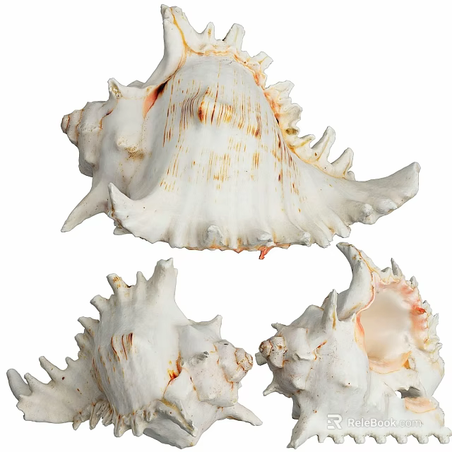 Elegant Natural Conch Shell Decorative Ornament Set for Home Tabletop Decor 3d model 
