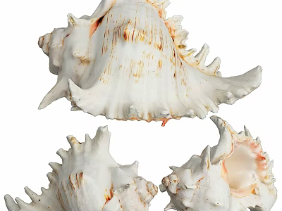 Elegant Natural Conch Shell Decorative Ornament Set for Home Tabletop Decor 3d model