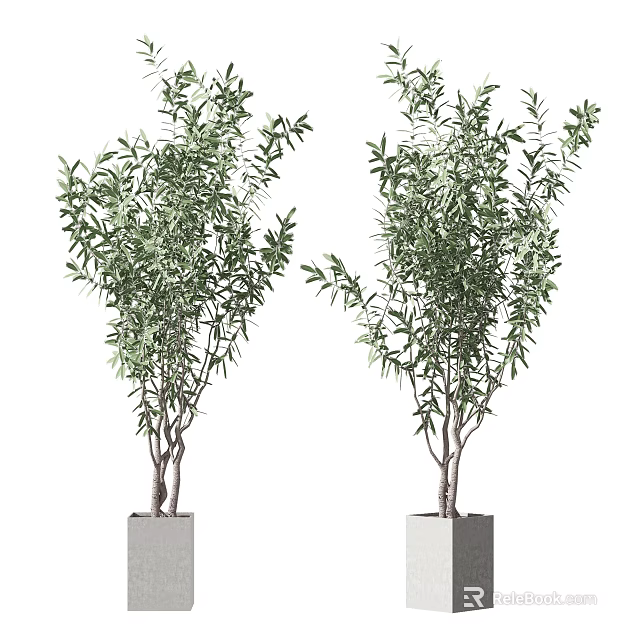 Bonsai Potted Plants With Green Leafy Branches In Square Concrete Pots 3d model 