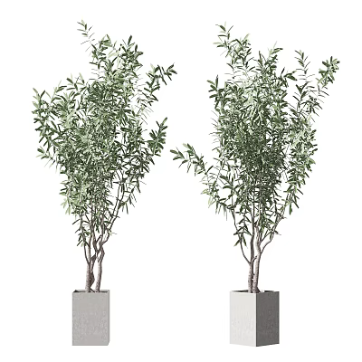 Bonsai Potted Plants With Green Leafy Branches In Square Concrete Pots 3d model