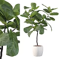 Bonsai Potted Fiddle Leaf Fig With Large Green Leaves In White Pot