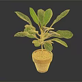 Potted Plant With Green Glossy Leaves In Terracotta Pot Against Dark Background