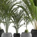 Green Potted Plants With Various Leaf Types Including Palm And Broad Leaves In Black Pots