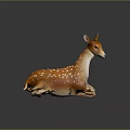 Young Brown And White Deer With White Spots Lying On Smooth Reflective Surface 3d model