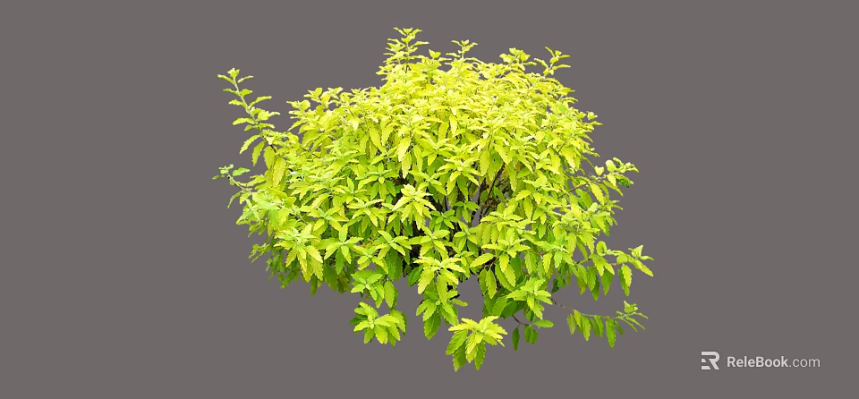 Lush Green Yellow Leaf Shrub With Round Shape For Garden Landscape Decoration 3d model 