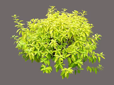 Lush Green Yellow Leaf Shrub With Round Shape For Garden Landscape Decoration 3d model
