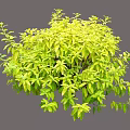 Lush Green Yellow Leaf Shrub With Round Shape For Garden Landscape Decoration