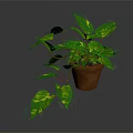 Lush Green Plant With Variegated Leaves And Trailing Vines In Brown Pot